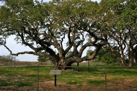 Texas Oldest Live Oak Tree 1000 Years Old In Rockport Tx Live Oak