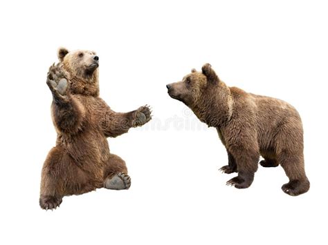 Brown Bear Stands On Its Hind Legs And The Second Looks Stock Photo