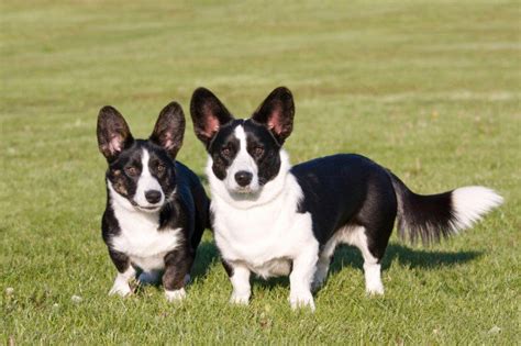 Top 10 Best Small Dog Breeds For Kids Petguide