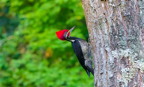 Parque fortalece o birdwatching e credencia condutores para observação de aves Blog Oficial