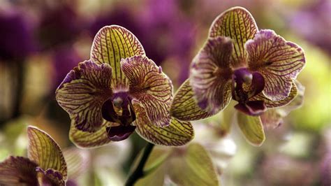 Yellow And Magenta Orchids Photograph By Lynn Palmer Fine Art America
