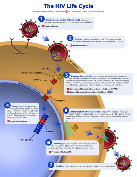 Pin On Hiv What Does That Mean