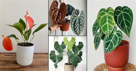 43 Fanciest Anthurium Types You Can Grow Balcony Garden Web