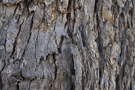 Pin By Kate Boschen On Photography By Me Tree Textures Tree Bark
