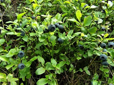 Bilberry Blaeberry Whortleberry Whinberry Windberry Myrtle Berry