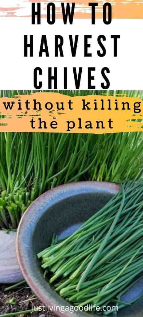 How To Harvest Chives Without Killing The Plant Just Living A Good Life