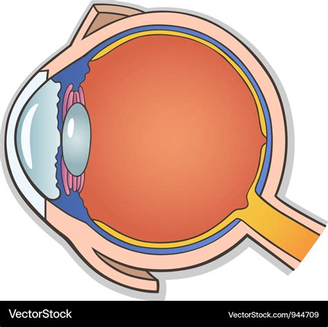 Human Eye Cross Section Royalty Free Vector Image