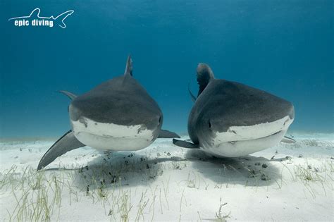 How Big Do Tiger Sharks Get Epic Diving