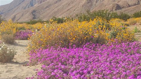 Stunning Desert Wildflower Superbloom At Henderson Road In Anza Borrego