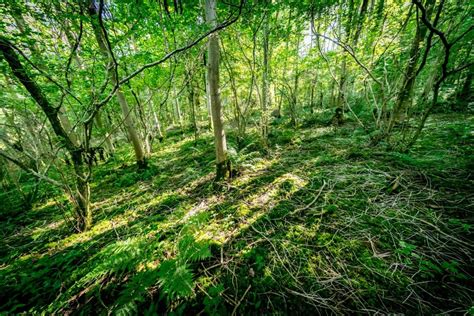 20 Best Coastal Woods In The Uk From Butchers Wood In Brighton To 700