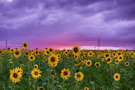 Maybe you would like to learn more about one of these? 14 Royalty-Free Sunflower field Photos, orientation ...