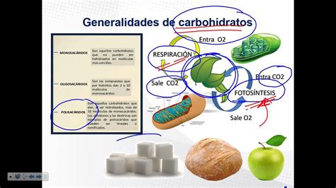 Cuales Son Las Funciones De Los Carbohidratos En La Celula 2022 Images