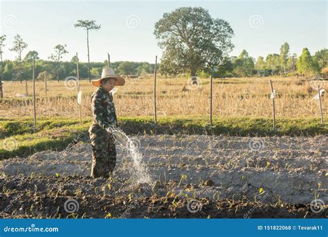 Gardener Woman Watering Vegetables In Her Garden Stock Photo Image Of