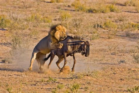What African Predators Have The Highest Hunting Success Rate