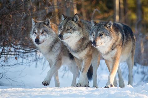 Lobo Características Fotos Espécies De Lobos Animais Infoescola