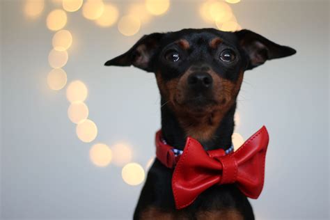 Bow Ties Red Leather Dog Bow Tie Dog Bows Leather Dog Bows Dog Bowtie