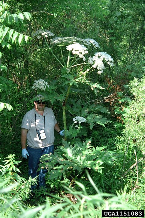 Giant Hogweed Heracleum Mantegazzianum