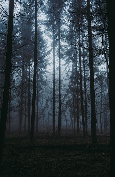Forest At Twilight