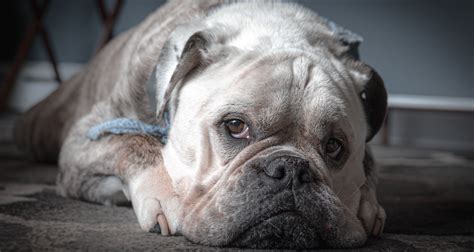 The English Bulldog Lifespan Understanding The Health Problems