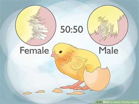 3 Ways To Hatch Chicken Eggs Wikihow