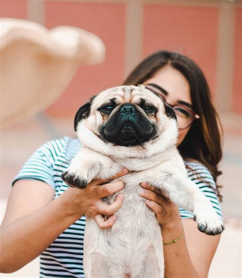 The 177 Most Popular Pug Names The Dog People