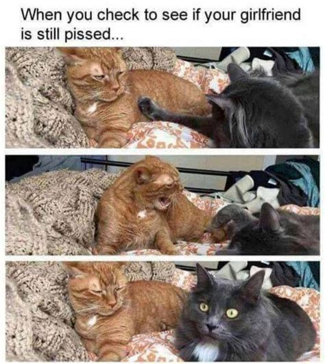 Be Careful Cat Meme Of The Decade Lol Cat Memes Funny Cats