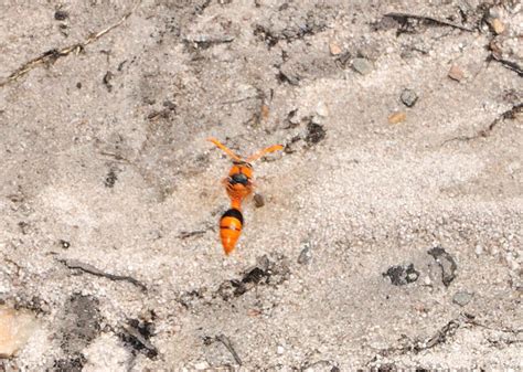 Orange Potter Wasp Eumenes Latreilli