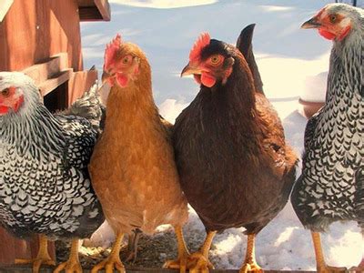You should expect the first few eggs from a new. Breeds of chickens: the best laying hens to the Church ...