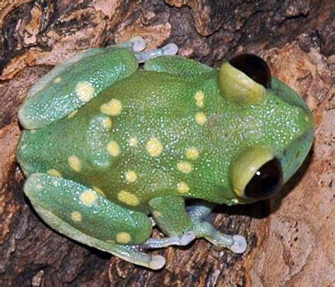 Alien Tree Frog Gallery Reptile Gardens