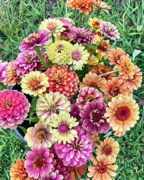 This Queen Series Of Zinnias Is So Beautiful And Every One Is Different
