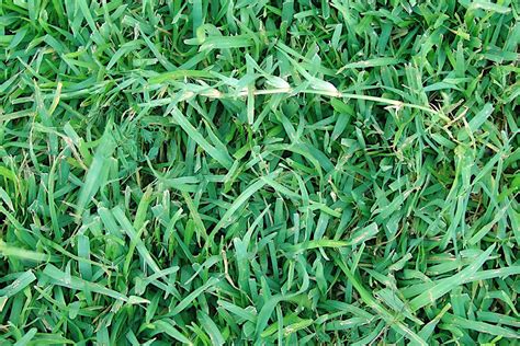 Is Fall A Good Time To Plant Centipede Grass Gardening Latest