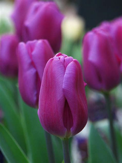 Tulp Purple Prince Tulipa Purple Prince Tulpen