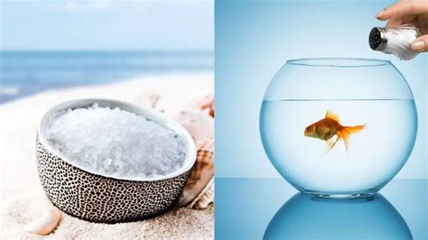 Aquarium Salt Vs Table Salt The Best Guide Our Aquariums