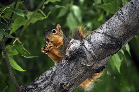 Squirrel Eating A Nut Free Stock Photo Public Domain Pictures