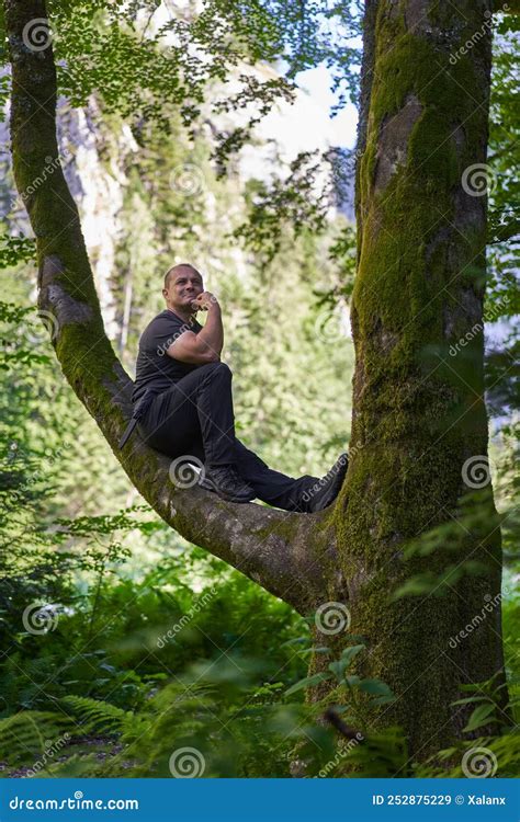 Man Sitting In A Tree Stock Image Image Of Satisfaction 252875229