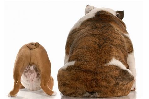 Perché il cane strofina il sedere per terra? | Prevenzione ...