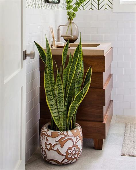 15 Plantas Perfectas Para Decorar El Baño Y Fáciles De Cuidar Actitudfem