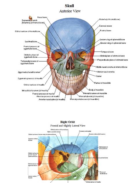 Anatomy 3d atlas allows you to study human anatomy in an easy and interactive way. Atlas Netter - PDF