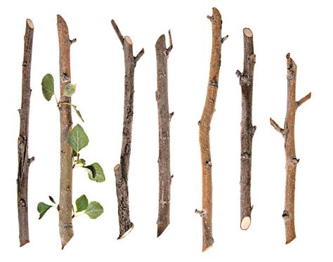 Twig Pictures Images And Stock Photos Istock