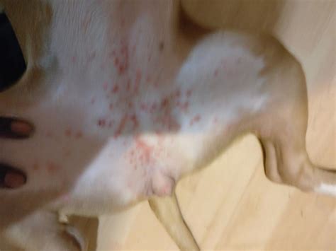 My Pitbull Has Bumps All Over Her Skin They Dont Seem To Itch Her But