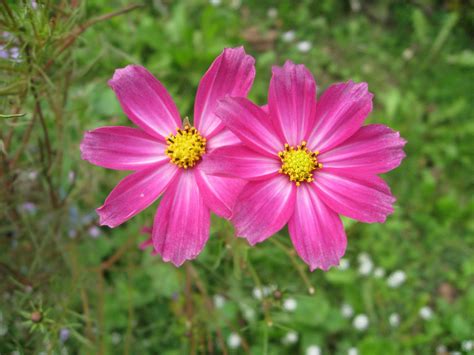 Cara membuat bunga aster kain flanel mudah #bungaaster #kreasiflanel. Yoyon Blog : BERAPA NAMA BUNGA YANG ANDA KENAL : 32 JENIS ...