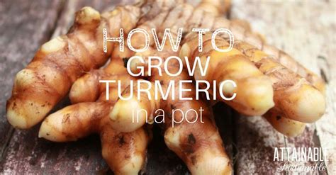 How To Grow A Turmeric Plant At Home For Cooking And Medicinal Use