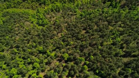 Aerial View Forest Stock Footage Videohive