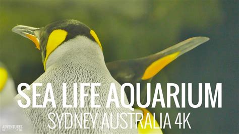 Sea Life Aquarium Sydney Tour Australia In 4k Youtube