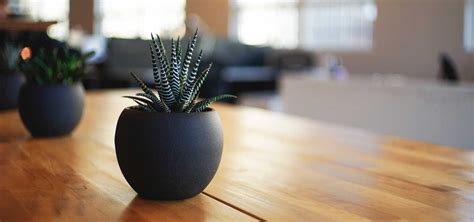 The Best Modern Office Plants To Get For Your Cubicle