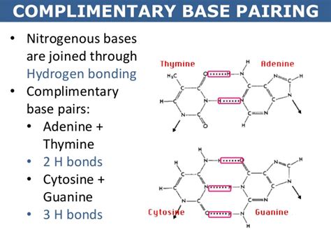 The molecule is asymmetrical is because the glycosidic bonds of a base pair are not diametrically opposite to each other. 07 nucleic acids