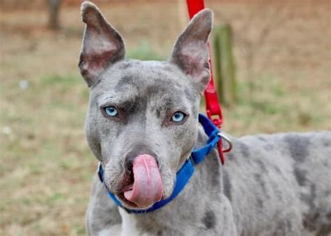 Since taking over management of fulton and dekalb county animal services in 2013, thousands of lives have been saved and adoptions have been increased by 300%! Catahoula Leopard Dog dog for Adoption in Atlanta, GA. ADN ...