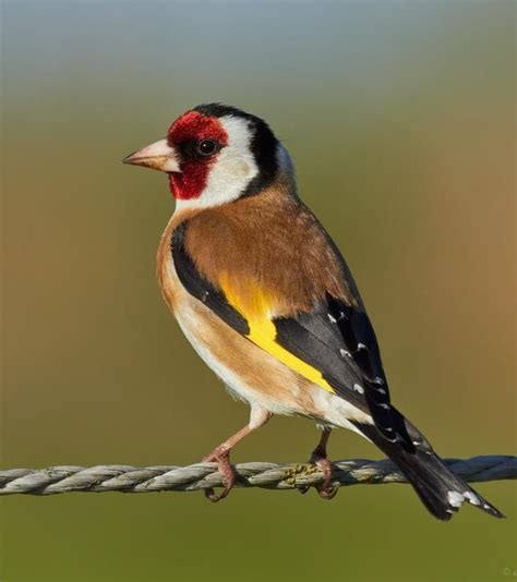 European Goldfinch Goldfinch Bird Watching Colorful Birds
