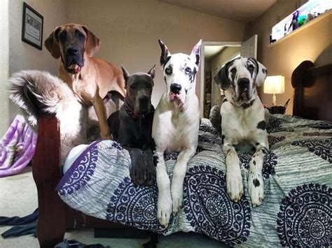 12 Signs You Are A Crazy Great Dane Person