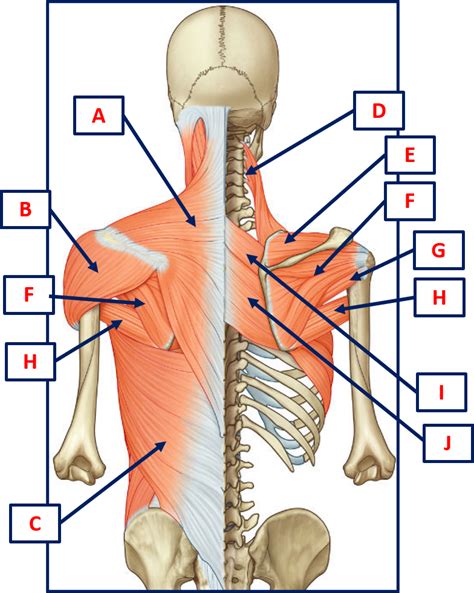 231 Anatomy Muscles Of The Shoulder Diagram Quizlet
